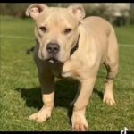 Bully Stud in London