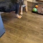 Gorgeous Very Friendly 20 Week Red Female in Halton