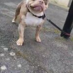 pocket bully in London