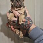 lilac and Tan isabella carrier female french bulldog in Leeds