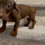 chocolate and tan miniature smooth hair dachshund male in Bristol