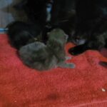kittens for sale in London