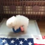 Pomeranian  puppies available  for sale in London