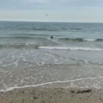 KC Registered Springer Spaniel in East Dorset