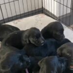 Beautiful black labrador puppies in Bristol