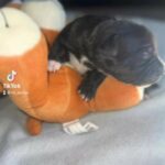 American Xl Bully Puppys in Ceredigion
