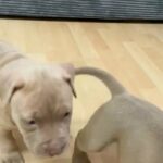bully puppies for sale in London