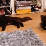 Extra fluffy boy kitten ready to go in Kent
