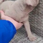 male pink pug puppy in Nottingham