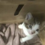 Kitten in Birmingham