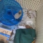 Male Mouse For Re Homing in London