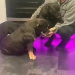 American Pocket Bully’s Abkc Boy And Girl in London