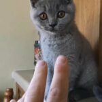 2 BSH TICA active reg kittens ready to go. in London