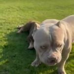 Female Pocket Bully in Newcastle upon Tyne