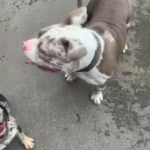 Pocket Bully 8 Months Old in Wakefield