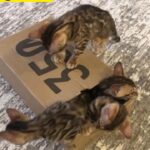 Pure Bengal kittens in London