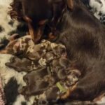 Dachshund Puppies ❤️ in Swansea