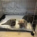 3x blue  french bulldog pups in Birmingham