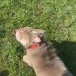 Female, British Bulldog in Worthing