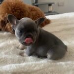 Frenchie Puppy’s in Swansea