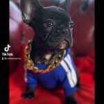 ⭐️TOP QUALITY 5 STAR FRENCH BULLDOGS ⭐️ in Cambridge