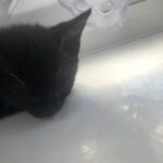 black white male kitten in London