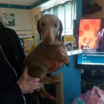 miniature dachshund adult girl *day 2* in Staffordshire