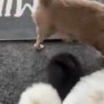 Quality Pomchi in Coventry