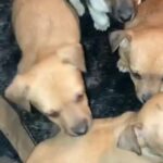 jack Russel puppies in London