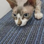 Male Sphynx kitten For Sale in Craigavon
