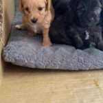 Perfect Jackapoo puppies in South Somerset