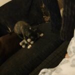 Staffordshire bull in County Durham