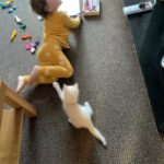 ragdoll kitten in Leicester