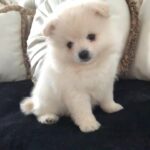 kc registered 8week old Russian Pomeranians in London
