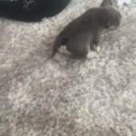 last french bulldog puppie left in London
