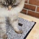 Adult, gorgeous Siberian Neva masquerade cat in Gloucester