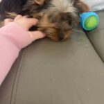 Female Yorkshire Terrier in Coventry