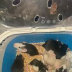 BABY DUMBO ROAN RATS in Brighton