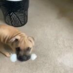 ABKC American Bully Puppy in Wirral