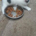 baby cat in London