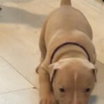 World Class Pocket Bully Pups in Newcastle upon Tyne