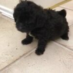 Poodle puppy in London