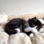 Black and white female exotic longhair persian in Oxford