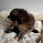Female tortie persian ready now in Oxford