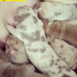 ABKC REGISTERED AMERICAN BULLY in Liverpool