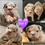 Female English Bulldog Puppy. in Barnsley