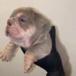 English Bulldog Puppy Looking For Home. in Barnsley