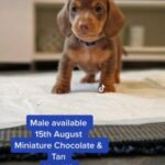 dachshunds puppies in Manchester