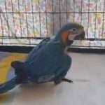blue and gold macaw  babies in London