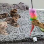 ALL SOLD - Beautiful TICA registered Bengals! in Swansea